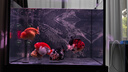 SEASTAR四方缸魚(yú)缸客廳家用超白玻璃底濾免換水生態(tài)空氣缸鋁合金架蘭壽缸 黑（60*60*88.3/45cm) 鋁合金柜 曬單實(shí)拍圖