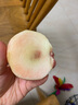 同甘園水蜜桃 現(xiàn)摘新鮮當季應季時令水果整箱山西桃子脆甜軟硬兩吃 整箱5斤單果60-70MM凈重4.5斤 曬單實拍圖