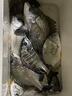 朝宇（ZHAOYU） 朝宇魚(yú)鉤魚(yú)線(xiàn)子線(xiàn)雙槽新關(guān)東伊勢尼雙鉤成品黑坑魚(yú)鉤綁好臺釣子線(xiàn)仕掛 有刺雙槽伊勢尼5.0號1.5線(xiàn)60CM 曬單實(shí)拍圖