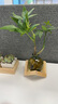 OEMG水培植物發(fā)財樹奇趣造型辦公室內(nèi)桌面綠植招財擺件四季常青好養(yǎng) 發(fā)財樹+輕奢圓球+木架 曬單實拍圖