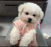 比熊幼犬活體純種比熊寵狗狗活體狗狗幼犬幼崽小狗 血統(tǒng)級 SSS級 母 曬單實拍圖