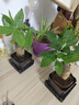 【帶盆高度約15-23cm】特價發(fā)財樹盆栽室內植物辦公室吸甲醛好養(yǎng) 單桿發(fā)財樹+塑料四方舍得盆+小方底座 花盆直徑約8cm 曬單實拍圖