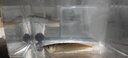 樂(lè )淘逸寵銀龍魚(yú)活體大中型熱帶觀(guān)賞魚(yú)魚(yú)缸寵物淡水風(fēng)水魚(yú)發(fā)財魚(yú)金龍魚(yú) 17-18cm銀龍2條發(fā)順豐 曬單實(shí)拍圖