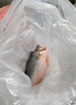 鮮活沖浪河鱸魚400-500g/條 曬單實拍圖