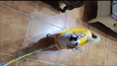 智宙 包肚狗狗雨衣寵物用品中小型犬泰迪雨披風(fēng)柴犬小狗防臟柯基四腳 2XL【適合15到20斤的毛孩子】 曬單實(shí)拍圖