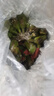 靜益樂源廣西小米蕉 粉蕉 新鮮香蕉水果 凈重9斤裝 曬單實(shí)拍圖