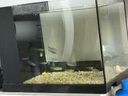 魚缸凈水劑一滴清水質(zhì)清澈劑免換水去綠水黃水渾水除水垢澄清劑 1瓶裝【試用款】 曬單實拍圖
