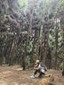 探路者（TOREAD）喀納登山杖3K碳素碳纖維戶外裝備5節(jié)可折疊伸縮爬山手杖 冷松綠 曬單實(shí)拍圖