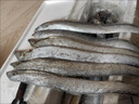 【帶魚(yú)】小眼帶魚(yú)整條無(wú)冰凈重新鮮箱裝刀魚(yú)整箱海鮮水產(chǎn) 5斤整條帶魚(yú)【1-2條/斤】 曬單實(shí)拍圖