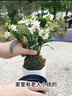劉閣蘭花紫云潑墨石斛蘭花苗 現帶花苞出售室內陽(yáng)臺掌上花卉好養綠植盆栽 紫云石斛12苗帶花 帶仿瓷白盆 曬單實(shí)拍圖