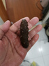 連海肴即食海參 大連刺參單個獨立包裝 鮮食海參 遼參化凍即食 海鮮禮盒 500g 18-20只【固形物≥85%】 曬單實拍圖