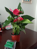 花翁紅掌盆栽植物花卉水培【特級品質(zhì)】≥4朵花-菠蘿吸水盆源頭直發(fā) 曬單實(shí)拍圖