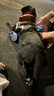 鮮糧說(shuō)狗糧鴨肉梨凍干犬糧15kg大中小型犬成犬幼犬通用犬糧【寵物金選】 曬單實(shí)拍圖