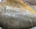 三都港 三去大黃魚(yú)凈重700g/2條裝 寧德黃花魚(yú) 生鮮 魚(yú)類(lèi) 燒烤 曬單實(shí)拍圖