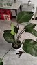 花財主天堂鳥(niǎo)盆栽辦公室大型綠植客廳盆栽家用吸甲醛凈化空氣綠植 5-6天堂鳥(niǎo)1.2-1.3m【梯形盆】 曬單實(shí)拍圖