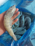 東上御品 國(guó)產(chǎn)青島大蝦 特大號(hào)白蝦 2030規(guī)格 凈重3斤 盒裝活凍 曬單實(shí)拍圖