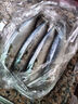 鮮器青占魚(yú)鮐鲅魚(yú)青魚(yú)馬鮫魚(yú)青花魚(yú) 單凍凈重無(wú)冰海捕船凍 3-4條/斤 凈重5斤大號船凍 曬單實(shí)拍圖