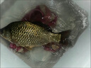 川澤伊豆綁好子線雙鉤成品魚鉤套裝金海夕仕掛鯽鯉魚翹嘴小魚鉤鳊魚鉤 伊豆45cm【鉤4線0.8+鉤5線1.0】 各10付【共20付盒裝】 曬單實(shí)拍圖