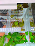 迷你睡蓮根塊帶花芽四季水培植物室內水養小型荷花根莖小睡蓮種根 迷你小睡蓮8個(gè)【混色】 曬單實(shí)拍圖