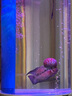 伊罕EHEIM 魚(yú)缸增氧泵水族箱氧氣泵養魚(yú)打氧泵 增氧機帶氣管氣泡頭 氣泵400（4W  雙孔） 曬單實(shí)拍圖