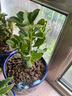 【夏季新品】稀有多頭沙漠玫瑰重瓣老樁濃香多肉綠植四季室內(nèi)外 多色花    根直徑（2-4公分） 帶黑色育苗盆發(fā)貨 曬單實(shí)拍圖