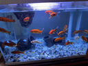 魚缸黃水過濾清潔神器水族箱吸色片透水凈水材料過濾器吸色紙 凈水片【買20片送30片】50片裝 曬單實(shí)拍圖