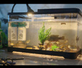 闊庭（KUOTING）魚缸水族箱生態(tài)桌面魚缸新款懶人魚缸生態(tài)造景過濾制氧一體機(jī)黑色 曬單實(shí)拍圖