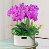 愛(ài)優(yōu)尚蝴蝶蘭帶花苞盆栽秋冬蘭花苗年宵花四季花卉植物紫雅室內(nèi)源頭直發(fā) 曬單實(shí)拍圖