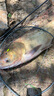 櫻島鰱鳙釣組鰱鳙鉤水怪籠釣釣餌籠花白鰱魚(yú)鉤套裝爆炸鉤釣組漁具 鰱鳙釣組13號(hào)【一盒2套】 曬單實(shí)拍圖