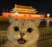 Jellycat巴納布斯小豬動物毛絨玩偶安撫公仔送禮娃娃生日七夕情人節(jié)禮物 巴納布斯小豬 Medium 曬單實(shí)拍圖