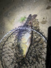 客友釣具擒龍訣輕量大物竿鰱鳙桿7.2魚(yú)竿手竿超輕超硬釣魚(yú)竿臺釣竿巨物竿 7.2m 【擒龍訣 輕量大物】 曬單實(shí)拍圖