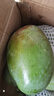 【大臉芒】京喜加四川凱特芒果 帶箱兩斤裝200g+ 曬單實(shí)拍圖