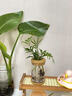 水培植物盆栽綠蘿梔子花辦公室內花卉小綠植多季好養多肉水養盆栽 袖珍椰子+【水培瓶】 曬單實(shí)拍圖