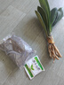 特價大盆君子蘭盆栽名貴國寶級花卉苗綠植物圓頭和尚室內(nèi)四季好養(yǎng) 01：【特惠款】5-8片葉子+帶土 送肥料【不含盆】 曬單實拍圖