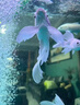 普欣諾魚(yú)藥水族箱魚(yú)缸消毒殺菌觀賞魚(yú)錦鯉白點(diǎn)爛身爛尾蒙鯉魚(yú)病專用藥 一瓶魚(yú)舒康【魚(yú)病專用】 水霉病金魚(yú)缸萬(wàn)能藥非亞甲基藍(lán) 曬單實(shí)拍圖
