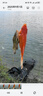 臻佑（Grsaed）釣魚(yú)桶EVA多功能加厚魚(yú)桶水桶釣箱釣魚(yú)箱活魚(yú)箱裝魚(yú)箱漁具包折疊便捷活魚(yú)桶45cm灰色 曬單實(shí)拍圖
