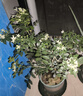 開時(shí)果 九里香盆栽樹苗老樁 水培植物陽臺桌面花卉綠植盆景源頭直發(fā)包郵 【約30-40cm】單桿九里香+原土發(fā)貨 （加享 營養(yǎng)肥料） 曬單實(shí)拍圖