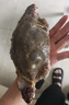 舟山梭子蟹鮮活特大野生大螃蟹新鮮冷凍海鮮水產(chǎn)海蟹飛蟹白蟹順豐 7-9兩/只【5斤凈重 特大肥壯】 曬單實(shí)拍圖
