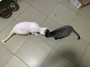 佳釣尼（JIADIAONI）24新款小魚(yú)護野釣專(zhuān)用防掛速干漁護黑坑釣魚(yú)款競技漁護魚(yú)網(wǎng)兜 25cm 1.6m 雙圈魚(yú)護【黃色款】 加厚涂膠網(wǎng)布 曬單實(shí)拍圖