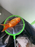 紅國獅金魚(yú)冷水魚(yú)鴻運當頭鶴頂鎏金金魚(yú)苗獅子頭好養耐活淡水金魚(yú) 紅國獅8-10cm2條送魚(yú)食 曬單實(shí)拍圖