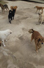 麥富迪 狗糧 藻趣兒通用全價(jià)犬糧小中大型犬泰迪柯基金毛拉布拉多 【熱銷】成犬糧40斤裝 曬單實(shí)拍圖