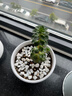 壽禾 白石子小石頭多肉盆栽魚(yú)缸造景綠植裝飾 6-9mm白卵石500g 曬單實(shí)拍圖