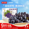 山姆伯伯巨峰葡萄新鮮【多地次日達】陽(yáng)光夏季黑葡萄提子送水果禮盒 【7A臻選·爆甜】丨單果6-8g 5斤裝【蕞劃算-全家爽吃】?jì)?斤 曬單實(shí)拍圖