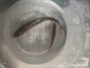 魚(yú)網(wǎng)捕魚(yú)神器捉尼龍漁網(wǎng)籠黃鱔籠抓魚(yú)螃蟹籠餌料多孔八角 單層6進(jìn)口(送餌料)可折疊傘籠 曬單實(shí)拍圖