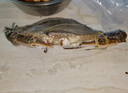 舟山梭子蟹鮮活特大野生大螃蟹新鮮冷凍海鮮水產(chǎn)海蟹飛蟹白蟹順豐 9兩以上/只【5斤凈重 超大肥美】 曬單實(shí)拍圖
