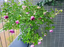 月季花苗四季開(kāi)花大花濃香型灌木月季苗庭院陽(yáng)臺盆栽地栽玫瑰花苗 瑪姬嬸嬸【小花濃香，多季節開(kāi)花】 扦插小苗15-25cm高 1棵 曬單實(shí)拍圖