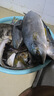 新鮮深海雜魚(yú)批發(fā)營(yíng)養海鮮小魚(yú)小蝦大雜燴水產(chǎn)一整箱 10斤裝 新鮮海雜魚(yú)隨機發(fā) 曬單實(shí)拍圖