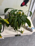 領(lǐng)沃植物通用營養(yǎng)液花肥料家用濃縮盆栽發(fā)財樹富貴竹綠蘿多肉水培花卉 通用型2500ml*1瓶【年終鉅惠】 曬單實拍圖