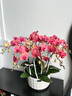 Only you【兩小時(shí)達(dá)】蝴蝶蘭帶花苞花劍花盆真花蘭花盆栽開業(yè)教師節(jié)禮物 8株紫色（瓷盆隨機(jī)） 曬單實(shí)拍圖