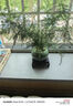泰西絲文竹盆景桌面綠植盆栽 文竹+綠哥窯冰裂盆+苔蘚+方托 源頭直發(fā) 曬單實(shí)拍圖